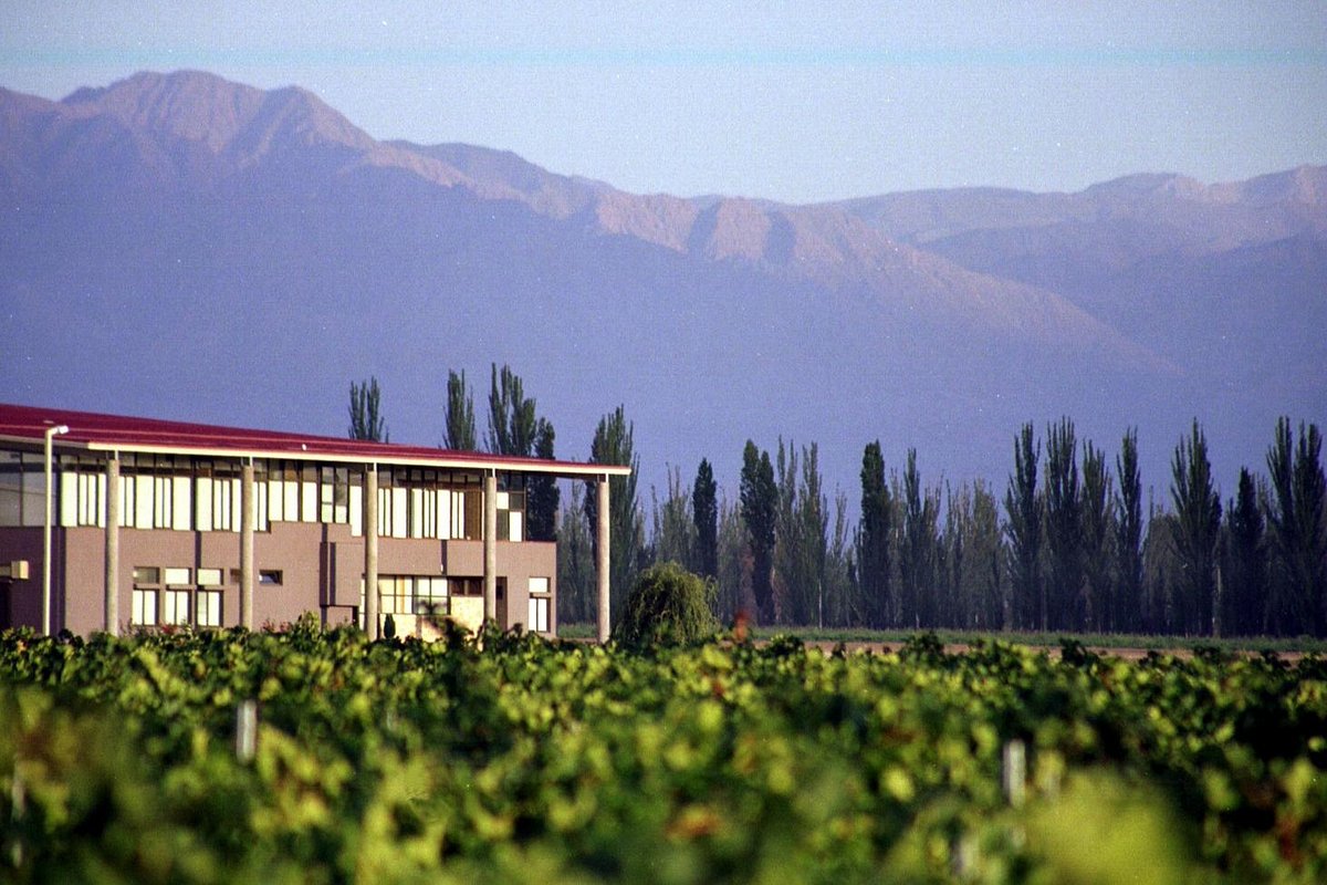 Vineyard with Andes Mountains